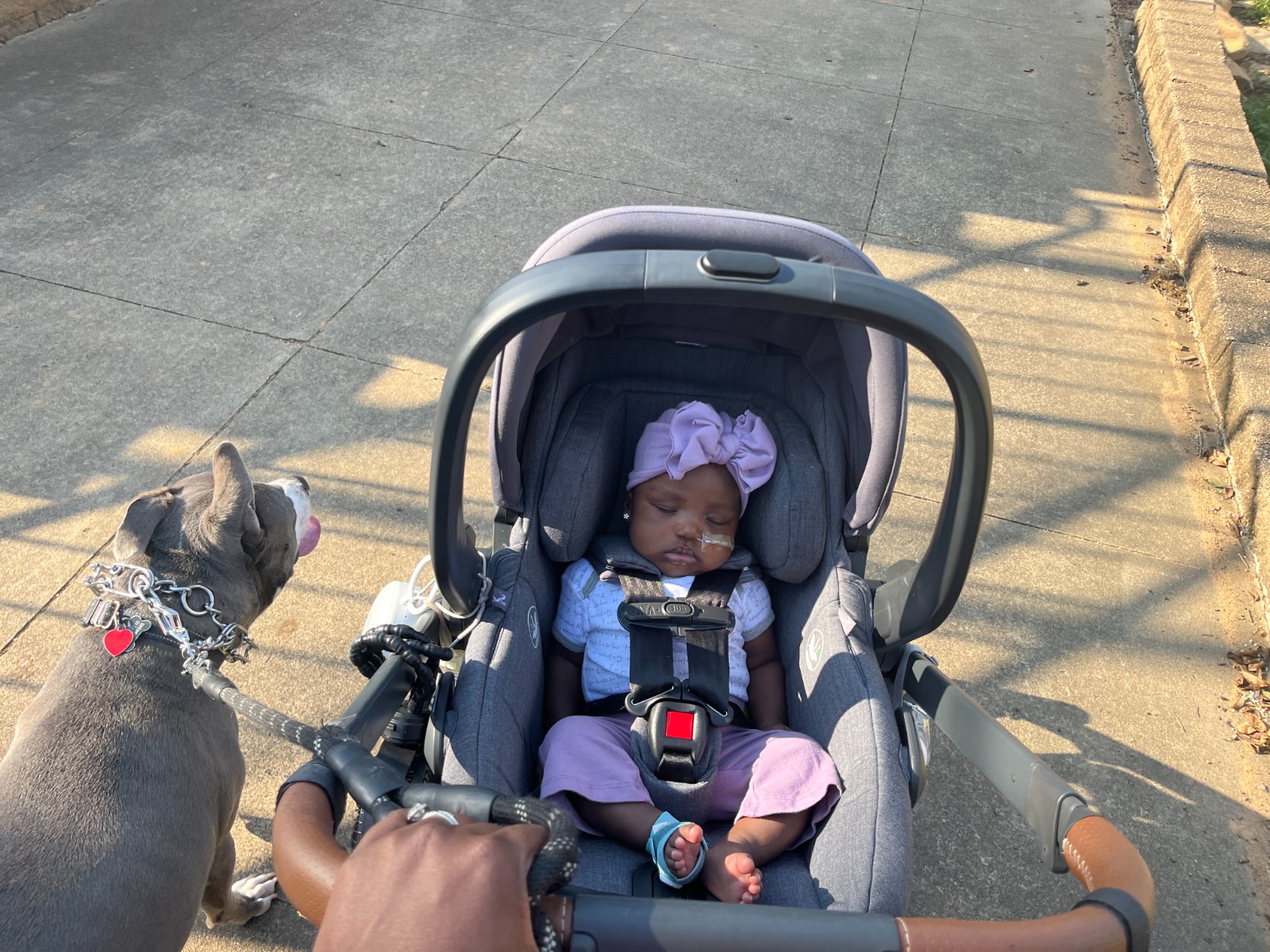 Renee sleeping in stroller on a walk with the family dog